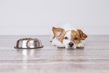 cute small dog waiting for meal or dinner the dog food. he is lying on the floor and looking at the camera. white background and pets indoors. - 215708488