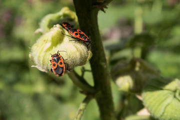  Insects on colorful summer flowers