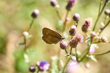 Schmetterling, Falter auf einer Pflanze 