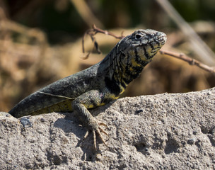 Lagartija - Lizard