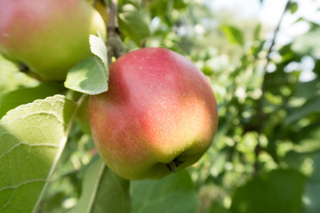 bright juicy apples on the tree
