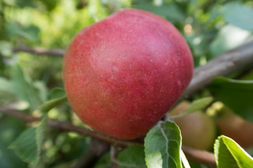 bright juicy apples on the tree