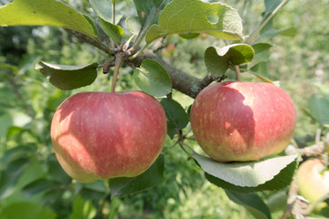 bright juicy apples on the tree