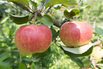 bright juicy apples on the tree