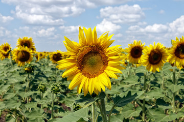 Field of blooming sunflowers on a background cloudy blue sky at bright sunny summer day