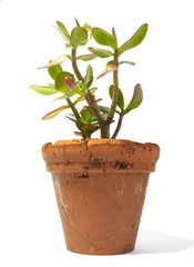 Cactus Succulent Plant Close Up on a White Background