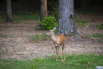 Naklejka na ściany i meble whitetail deer in the woods