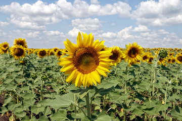 Field of blooming sunflowers on a background cloudy blue sky at bright sunny summer day