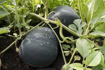 sommergemüse im garten © Serhii