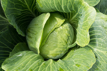 Obraz premium summer vegetables in the garden