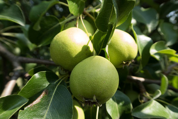 bright juicy apples on the tree
