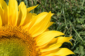bright colorful summer flowers