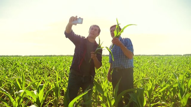 Corn two farmers study on smartphone take pictures of yourself do selfie walking through his field towards camera. slow motion video cornfield agriculture. Corn farmer walking through his field