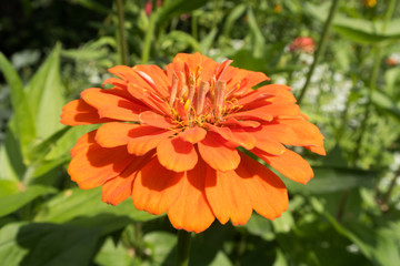 bright colorful summer flowers
