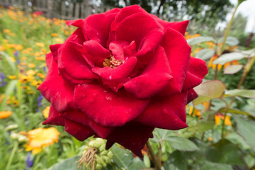 bright colorful summer flowers