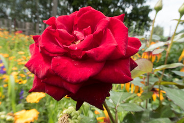 bright colorful summer flowers