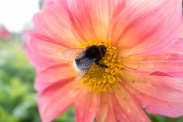 insects on bright colorful summer flowers