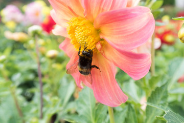 insects on bright colorful summer flowers