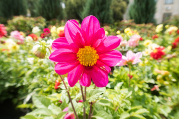 insects on bright colorful summer flowers
