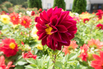 bright colorful summer flowers