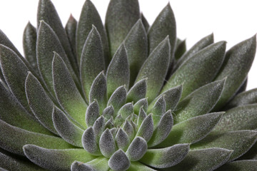Cactus Succulent Plant Close Up on a White Background