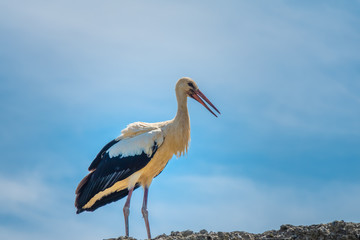 Stork on a roof in Rapperswil-Jona, on the shores of the Upper Zurich Lake (Obersee), Switzerland