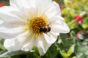 insects on bright colorful summer flowers