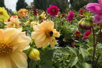 Obraz premium insects on bright colorful summer flowers