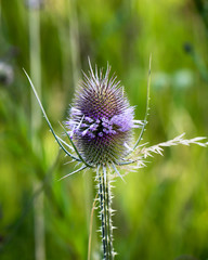 Wilde Karde, Dipsacus fullonum, Distel 