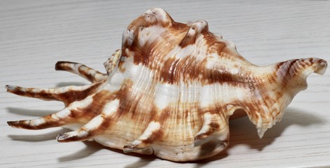 shell