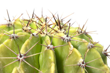 Cactus Succulent Plant Close Up on a White Background