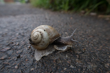 pigeons on wet asphalt