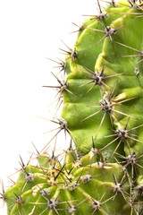 Cactus Succulent Plant Close Up on a White Background