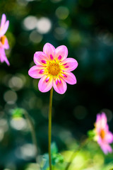 Fototapeta premium Close up of a glowing pink and yellow dahlia backlit by the sun in a border garden, with dark green background
