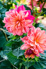 Close up of a variegated orange and cream colored large dahlias in a dahlia garden © knelson20