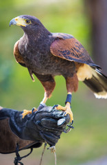 Harris's hawk bird of prey on hand