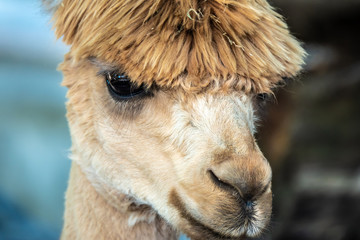 Close up of a young Alpaca