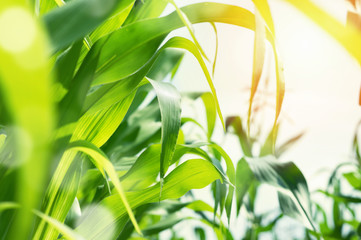 Juicy green corn leaves in the sun.