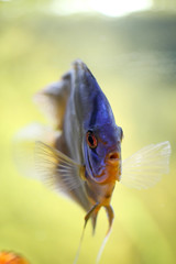 Diskusfisch, Diskusfische, Aquaristik