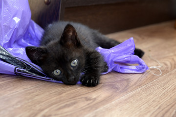 small black cat