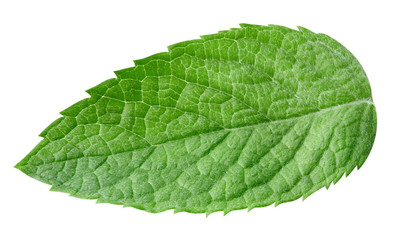 Obraz premium mint leaves isolated
