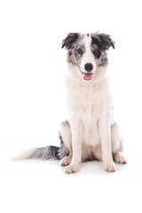 Sitzender Border Collie isoliert auf weißem Grund