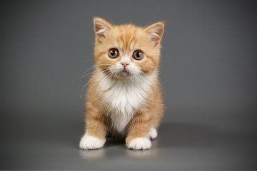 Fototapeta na wymiar Scottish Straight kitten