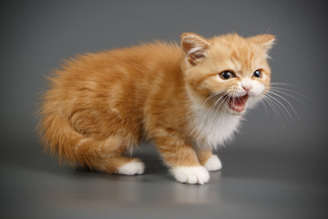 Scottish Straight kitten