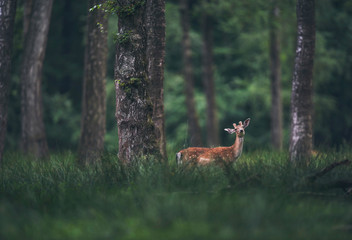 Naklejka na ściany i meble Male fallow deer with antlers in velvet in forest.