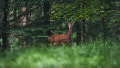 Female red deer (cervus elaphus) in summer forest.