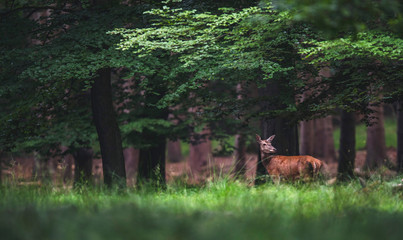 Female red deer (cervus elaphus) in summer forest.