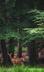 Female red deer (cervus elaphus) in summer deciduous forest.