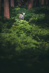 Fallow deer between ferns in forest.