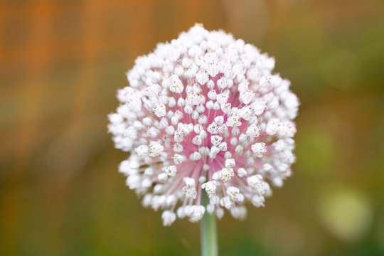 Blooming garlic flower with colorful blurred background